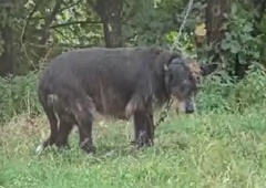 Društvo kritično: "Očitno so inšpektorji zelo hitro zadovoljni s pogoji, ki jih ljudje ponudijo svojim živalim" (VIDEO)