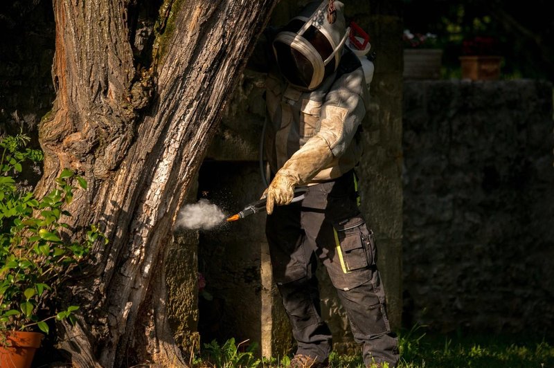 Odstranjevanje gnezda azijskih sršenov. (foto: Profimedia)