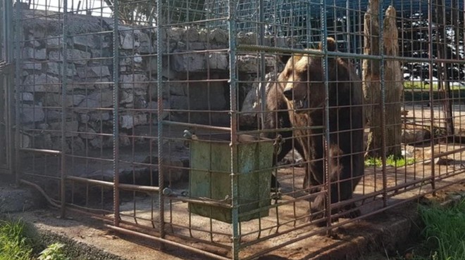 Usmrtili so medveda Mitka, za katerim žaluje tudi Tina Gaber. "Veterinar je lastnoročno poskrbel za tragičen izid" (foto: Društvu za dobrobit živali Anima)