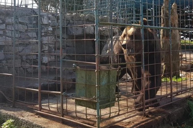 Usmrtili so medveda Mitka, za katerim žaluje tudi Tina Gaber. "Veterinar je lastnoročno poskrbel za tragičen izid" (foto: Društvu za dobrobit živali Anima)