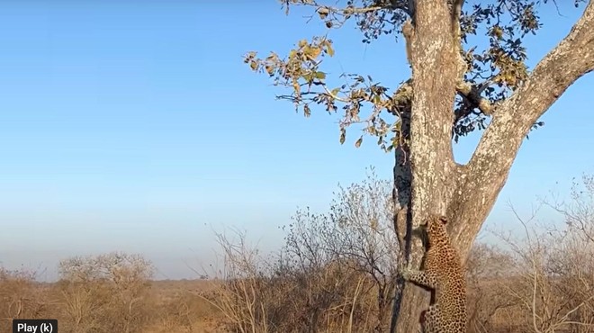 Posnetek, ki je postal spletna senzacija: kako se veverička poigra z leopardom (foto: Youtube/posnetek zaslona)