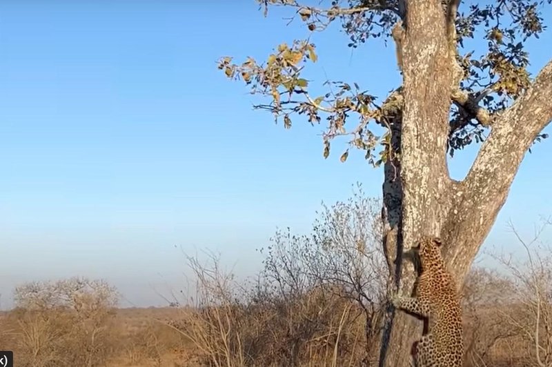 Posnetek, ki je postal spletna senzacija: kako se veverička poigra z leopardom (foto: Youtube/posnetek zaslona)