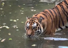 Kako sta se na življenje v Ljubljani privadila sibirska tigra Ussuri in Arisa? (En bolje, drugi slabše)