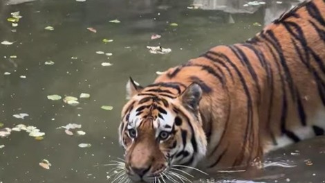 ZOO Ljubljana sibirski tiger nove živali živalski vrt