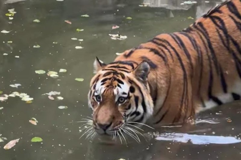 Kako sta se na življenje v Ljubljani privadila sibirska tigra Ussuri in Arisa? (En bolje, drugi slabše) (foto: ZOO Ljubljana/Facebook/posnetek zaslona)