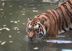 Kako sta se na življenje v Ljubljani privadila sibirska tigra Ussuri in Arisa? (En bolje, drugi slabše)