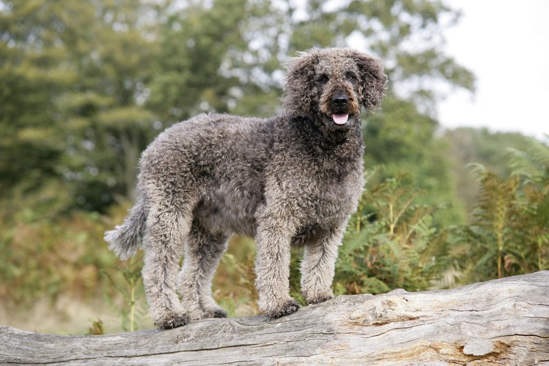 Labradoodle sodi med najbolj priljubljene dizajnerske pasme.