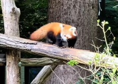 Mali mačji panda iz ZOO Ljubljana prvič na ogled svetu (poglejte posnetek, kako je ljubek!)