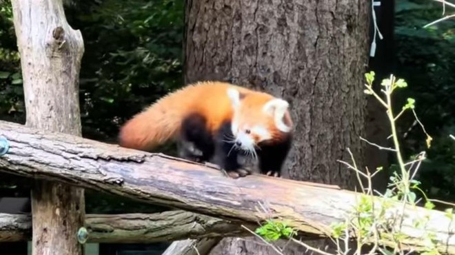 Mali mačji panda iz ZOO Ljubljana prvič na ogled svetu (poglejte posnetek, kako je ljubek!) (foto: ZOO Ljubljana/Facebook/posnetek zaslona)