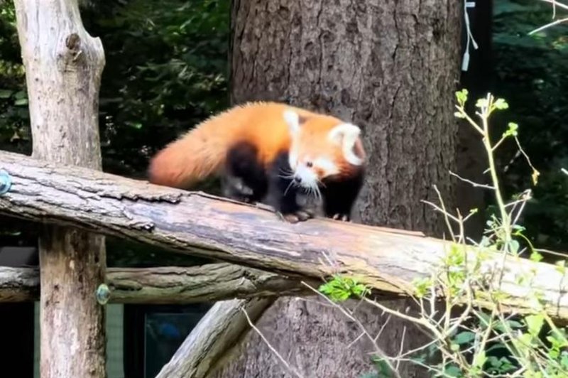 Mali mačji panda iz ZOO Ljubljana prvič na ogled svetu (poglejte posnetek, kako je ljubek!) (foto: ZOO Ljubljana/Facebook/posnetek zaslona)