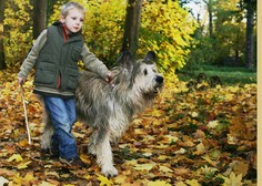 Priznani slovenski veterinar opozoril na nevarnosti, ki jih za psa prinaša jesen