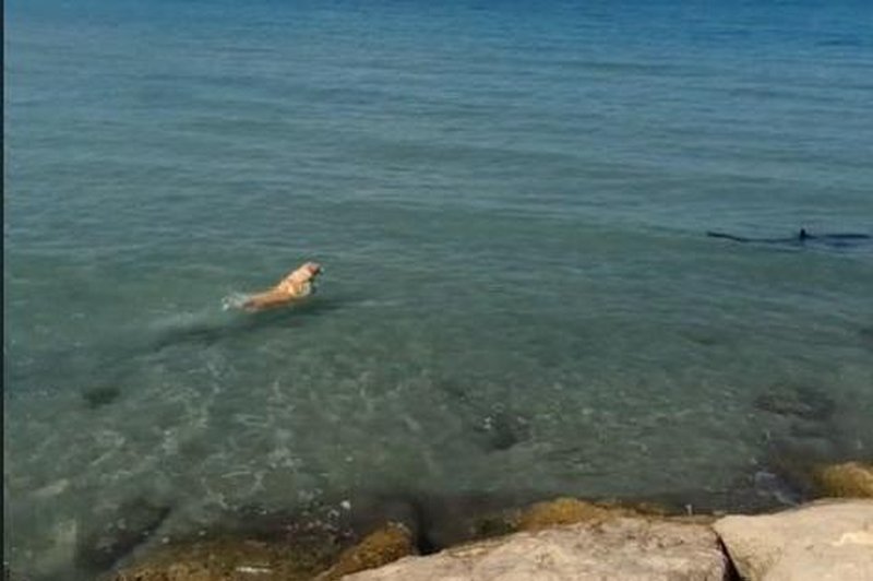 Trenutek groze: kopalci posneli zlatega prinašalca, ki se zažene za morskim psom! (foto: Tik Tok/posnetek zaslona)