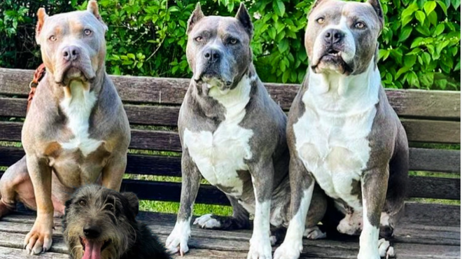 Grozljiva najdba! Moški se je zjutraj zbudil in našel mrtve štiri ljubljenčke: "Na nasipu sem odkril ... " (foto: Amstaff_cro Instagram)