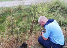 Ob močnem dežju je policiste v Dragonji presenetil nenavaden obisk (FOTO)