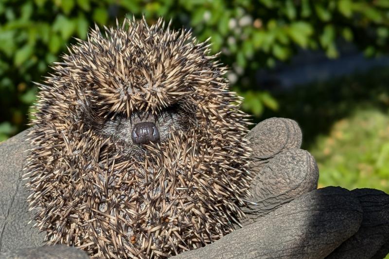 Ste na vrtu opazili ježka? To je največ, kar lahko ta trenutek storite zanj (foto: Š.Š.)