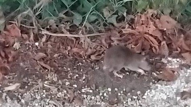 Ogabno: na priljubljenem ljubljanskem otroškem igrišču so se razmnožile podgane, občina pa ... (foto: Pobude meščanov)