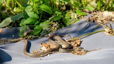 živali kača hiša intervencija gasilci belouška