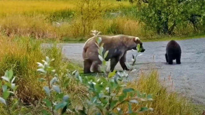 Tekmovanje za najdebelejšega medveda na Aljaski razkrilo srce parajočo zgodbo (foto: Youtube/posnetek zaslona)