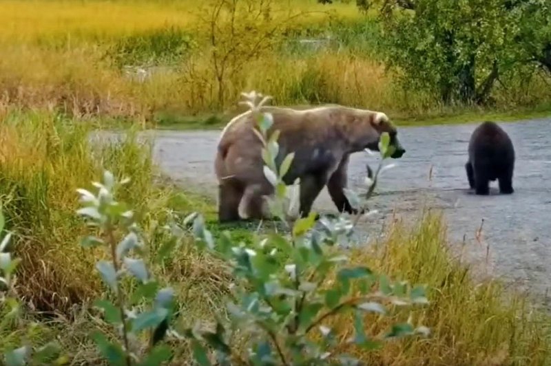 Tekmovanje za najdebelejšega medveda na Aljaski razkrilo srce parajočo zgodbo (foto: Youtube/posnetek zaslona)