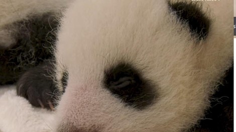 živali panda ranljiva vrsta ogrožena vrsta Berlin ZOO