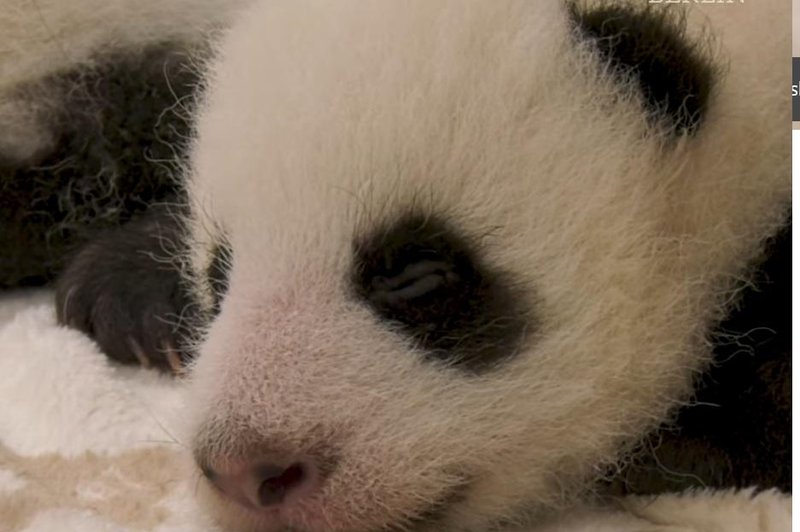 V živalskem vrtu posneli trenutek, ko sta pandji dvojčici prvič odprli oči (poglejte ta posnetek) (foto: ZOO Berlin/Facebook)