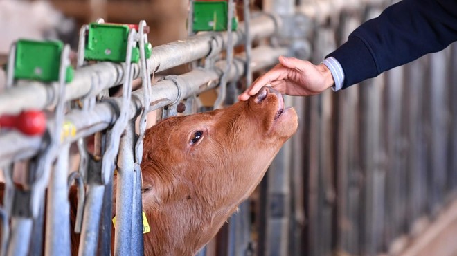 Veterinarska inšpektorica pod drobnogledom: kriminalisti preiskujejo sporni odvzem goveda (foto: Profimedia)