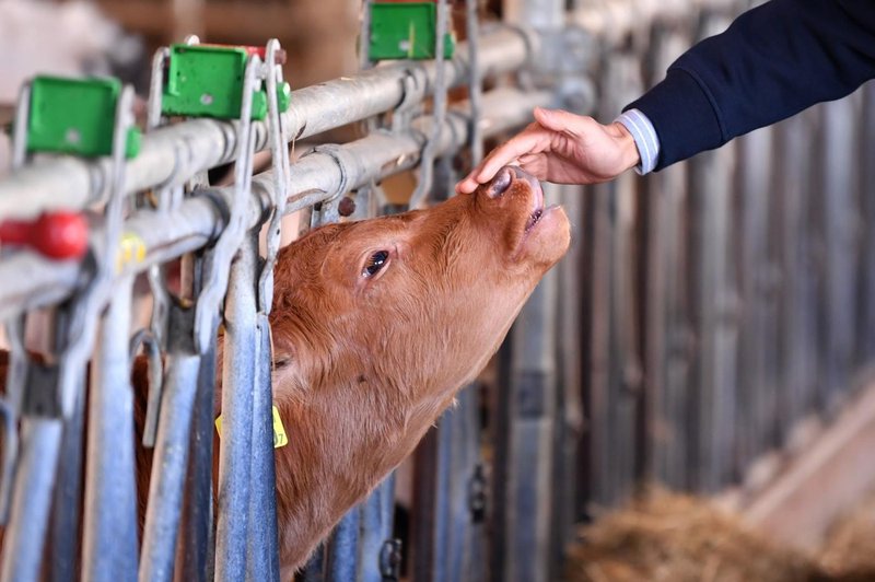 Veterinarska inšpektorica pod drobnogledom: kriminalisti preiskujejo sporni odvzem goveda (foto: Profimedia)