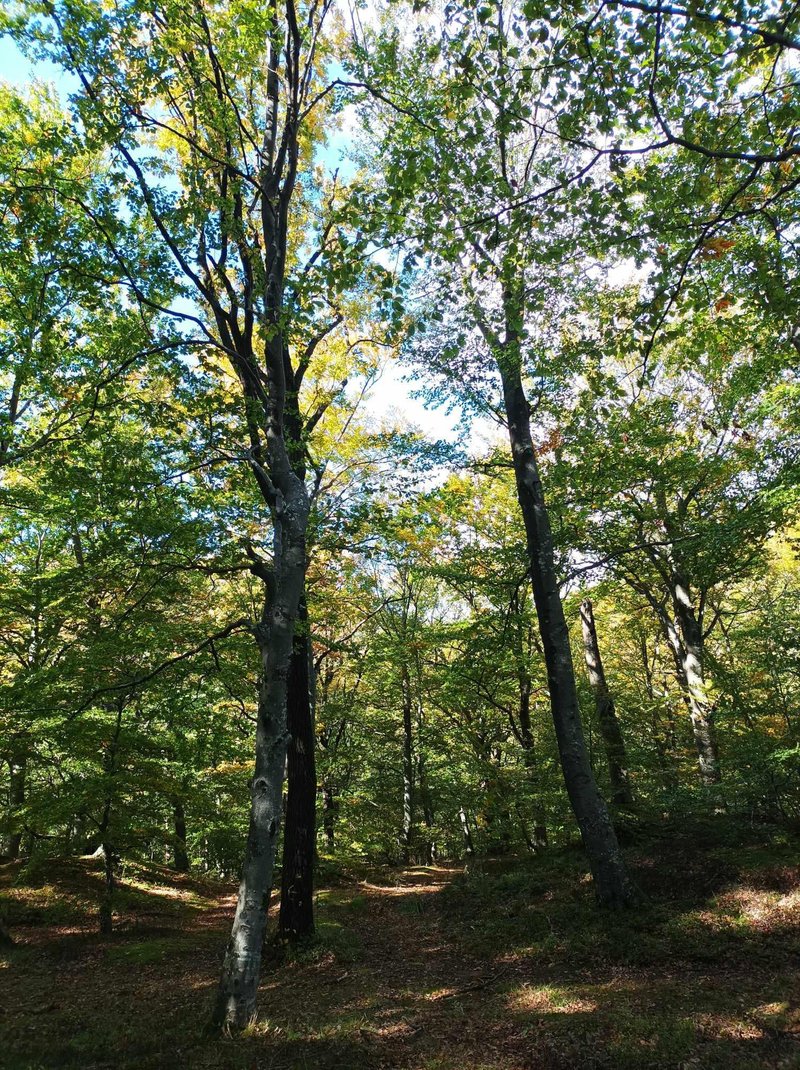 Koncept "gozdna kopel" nakazuje na pomirjujoč in osvežujoč učinek, ki ga ima narava na telo in um, podobno kot kopel, ki sprošča in pomirja.