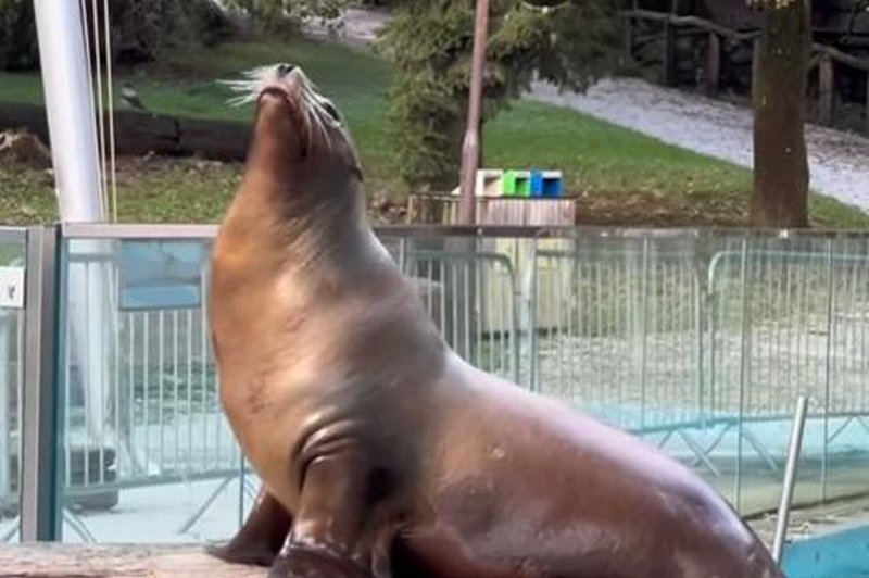 'Dvojna' osebnost morskih levov: in tudi tista druga je prisrčna (poglejte posnetek iz ZOO Ljubljana) (foto: ZOO Ljubljana/Facebook/posnetek zaslona)