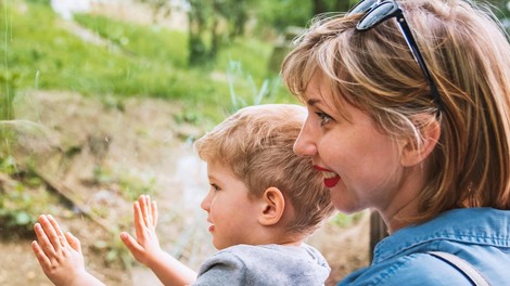 živali živalski vrt ZOO Ljubljana mladiči ježevec