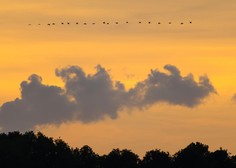 Oči na peclje, napnite ušesa in poglejte v nebo – ste že opazili ta čudovit pojav?