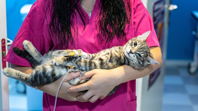 Po Zagrebu in okolici veterinarji svarijo pred hudim mačjim virusom (foto: Profimedia)