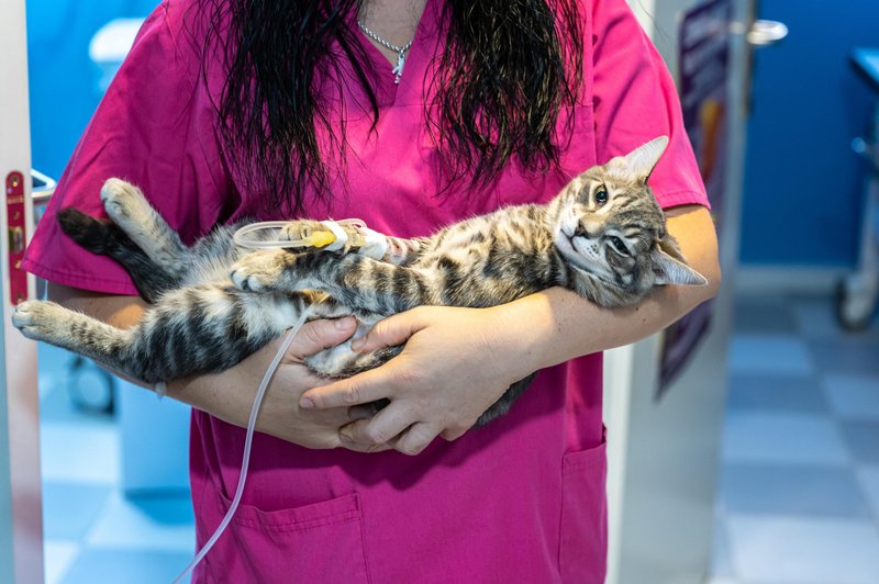 Po Zagrebu in okolici veterinarji svarijo pred hudim mačjim virusom (foto: Profimedia)