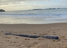 Ženska na plaži opazila nekaj nenavadnega: ko je prišla bližje, ni mogla verjeti svojim očem (FOTO)