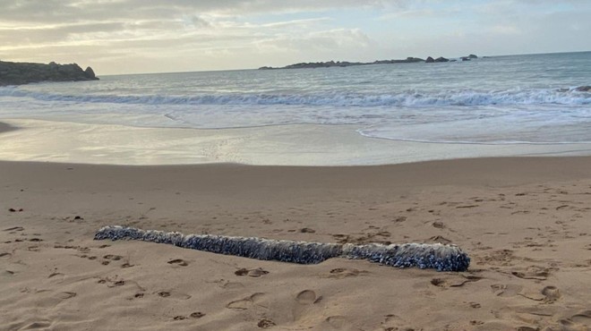 Ženska na plaži opazila nekaj nenavadnega: ko je prišla bližje, ni mogla verjeti svojim očem (FOTO) (foto: Facebook/Vicki Evans)