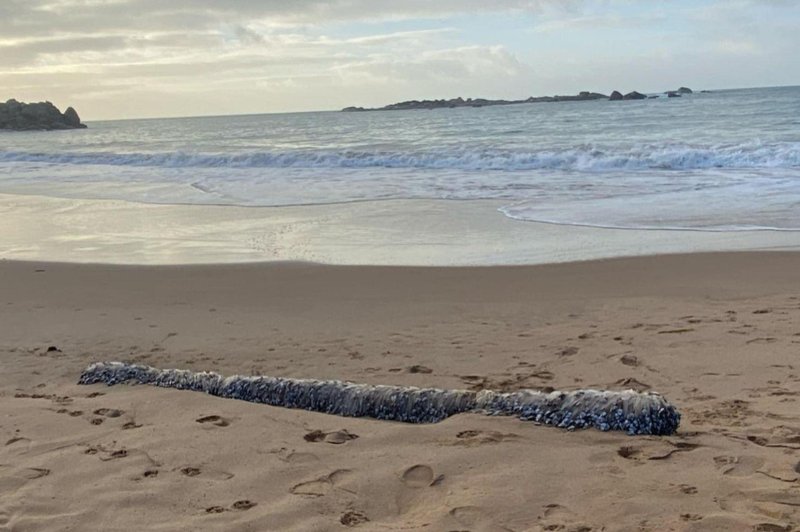 Ženska na plaži opazila nekaj nenavadnega: ko je prišla bližje, ni mogla verjeti svojim očem (FOTO) (foto: Facebook/Vicki Evans)