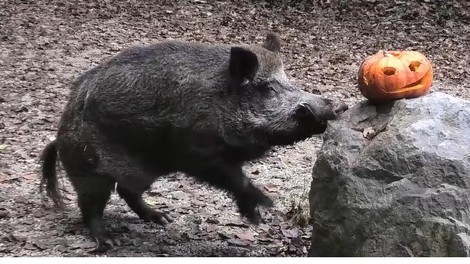 živali ZOO Ljubljana buče bučne zabava