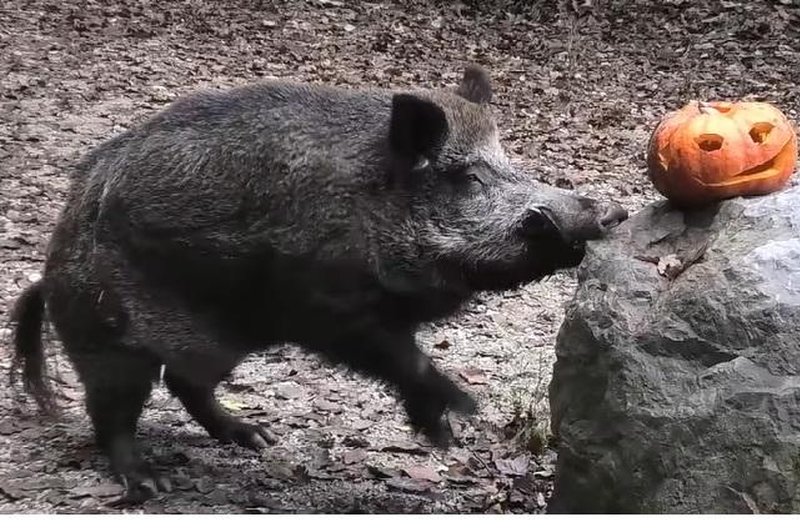 Živali v ZOO Ljubljana so imele bučno zabavo: poglejte, kako so se zabavale (foto: ZOO Ljubljana/Facebook/posnetek zaslona)