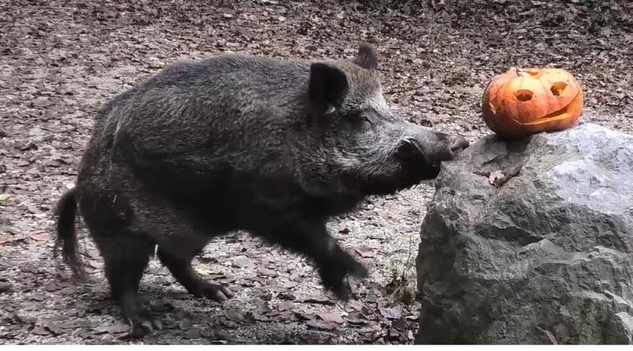 Živali v ZOO Ljubljana so imele bučno zabavo: poglejte, kako so se zabavale (foto: ZOO Ljubljana/Facebook/posnetek zaslona)