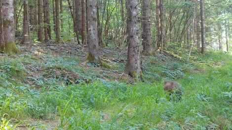 živali medved Kočevje gozdovi skrita kamera