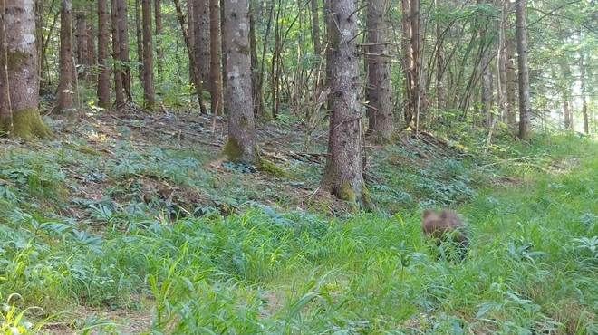 Skrita kamera v kočevskem gozdu posnela ljubek prizor (ki ga ne bi želeli videti v živo) (foto: Kočevsko/Facebook/posnetek zaslona)