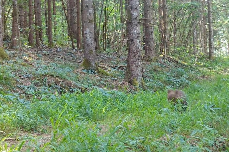 Skrita kamera v kočevskem gozdu posnela ljubek prizor (ki ga ne bi želeli videti v živo) (foto: Kočevsko/Facebook/posnetek zaslona)