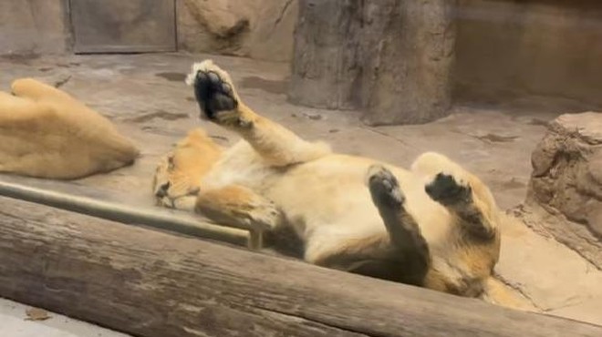 V ZOO Ljubljana iskreno o tem,  kako zelo je levinjo prizadela smrt leva Maksimusa … (foto: ZOO Ljubljana/Facebook/posnetek zaslona)