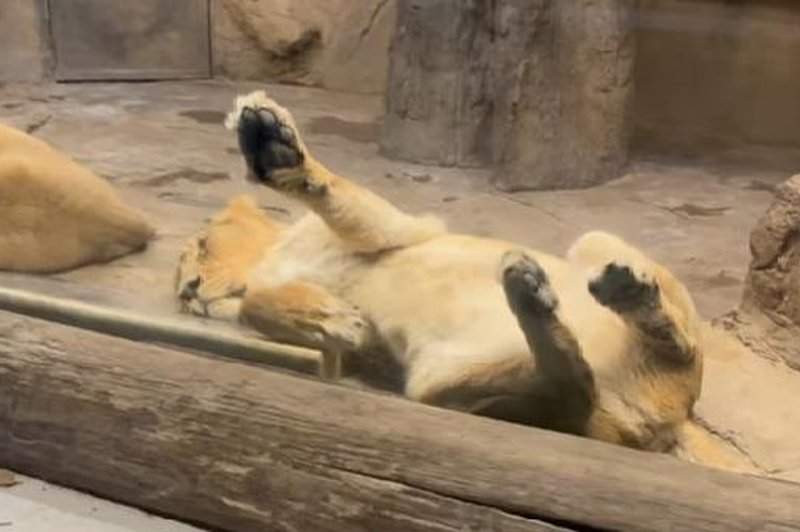 V ZOO Ljubljana iskreno o tem,  kako zelo je levinjo prizadela smrt leva Maksimusa … (foto: ZOO Ljubljana/Facebook/posnetek zaslona)