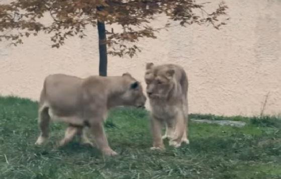 živali žalovanje ZOO Ljubljana lev levinja