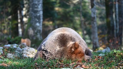 V slovenskem gozdu v kamero ujel medveda na vrhuncu svoje moči: poglejte tega orjaka!