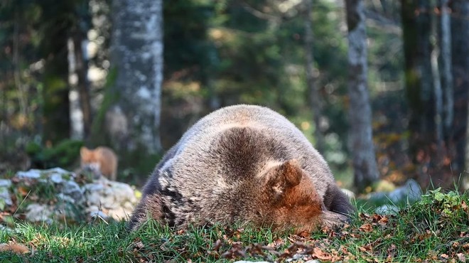 V slovenskem gozdu v kamero ujel medveda na vrhuncu svoje moči: poglejte tega orjaka! (foto: Facebook/sloveniabears/posnetek zaslona)