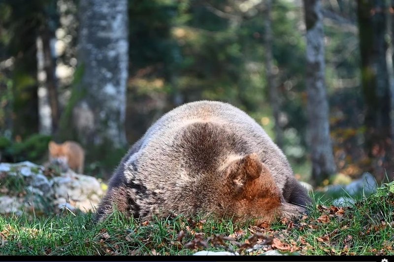 V slovenskem gozdu v kamero ujel medveda na vrhuncu svoje moči: poglejte tega orjaka! (foto: Facebook/sloveniabears/posnetek zaslona)