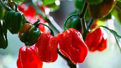 Paprika je odličen vir vitamina C.