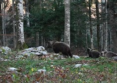 Ste že videli mamo medvedko, kako ščiti mladičke? Poglejte ta prizor iz slovenskega gozda (VIDEO)